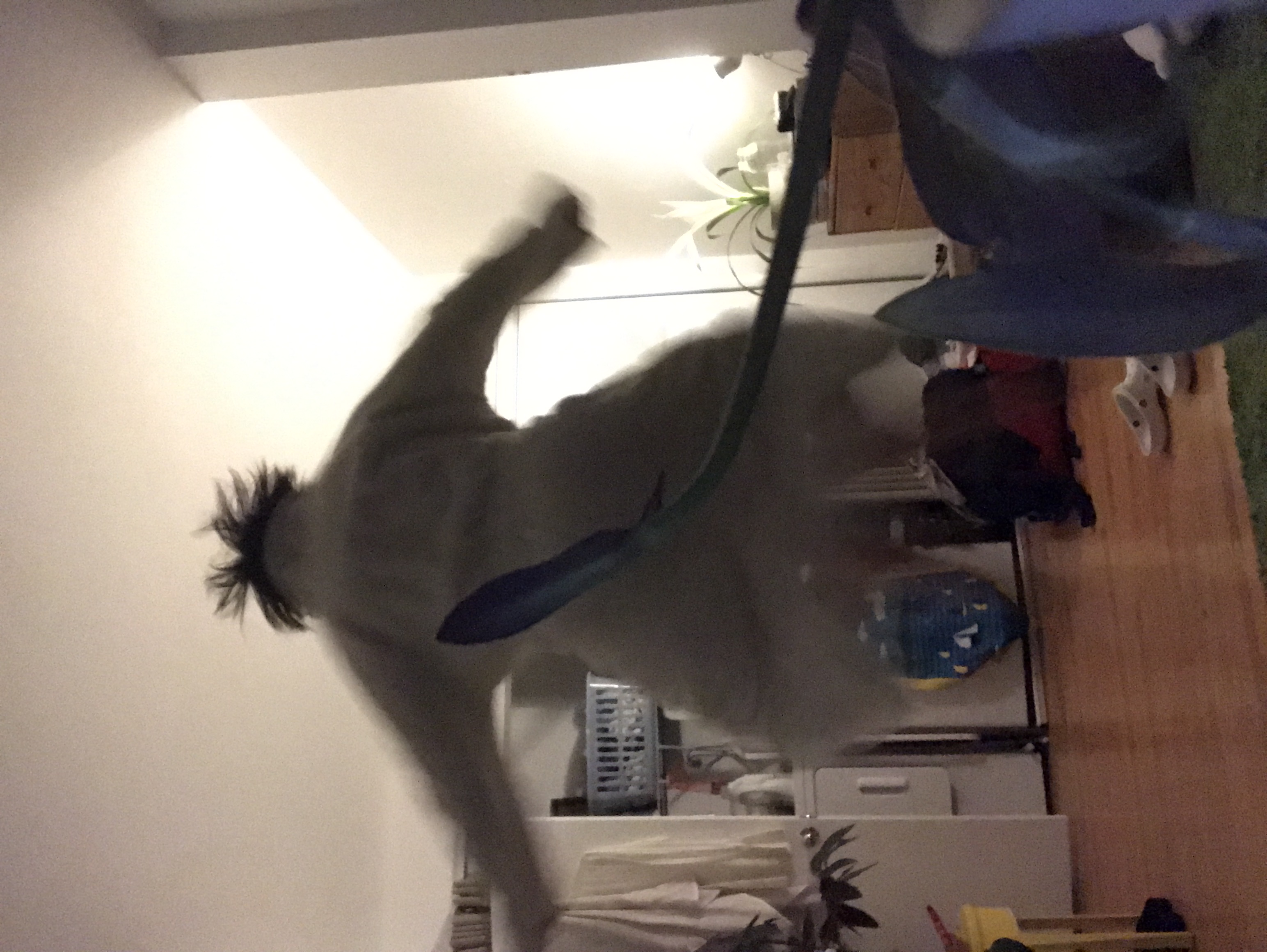 jumpy